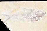 Lot: Green River Fossil Fish - Pieces #81292-2
